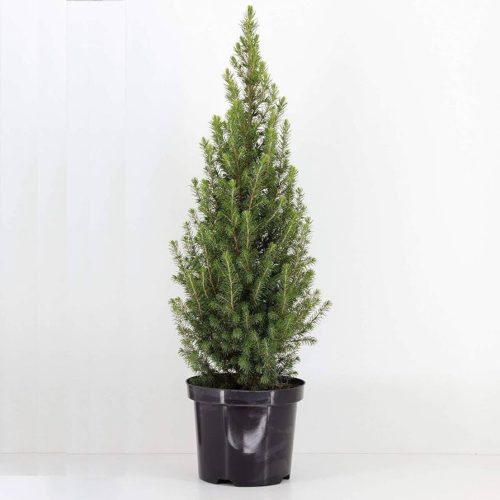 Picea Gl Perfecta - Cukorsüvegfenyő