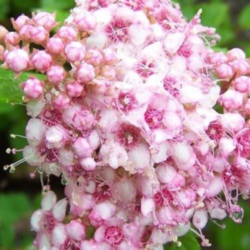 Spiraea japonica 'LITTLE PRINCESS' - Rózsaszín japán gyöngyvessző