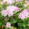 Spiraea japonica 'LITTLE PRINCESS' - Rózsaszín japán gyöngyvessző