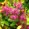 Spiraea japonica 'MAGIC CARPET' ® - Sárga lombú gyöngyvessző