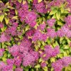 Spiraea japonica 'MAGIC CARPET' ® - Sárga lombú gyöngyvessző