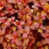 Spiraea japonica 'ZEN'SPIRIT ® CARAMEL' -  Japán gyöngyvessző