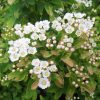 Spiraea nipponica 'GERLVE'S RAINBOW' - Nipponi gyöngyvessző