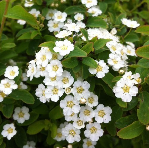 Spiraea nipponica 'HALWARD'S SILVER' - Nipponi gyöngyvessző