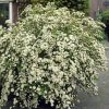 Spiraea nipponica 'HALWARD'S SILVER' - Nipponi gyöngyvessző