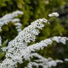 Spiraea nipponica 'JUNE BRIDE' - Nipponi gyöngyvessző