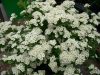 Spiraea nipponica 'SNOWMOUND' -  Nipponi gyöngyvessző