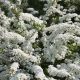 Spiraea x cinerea 'GREFSHEIM' -  Hamvas gyöngyvessző