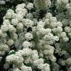 Spiraea x cinerea 'GREFSHEIM' -  Hamvas gyöngyvessző