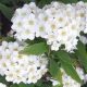 Spiraea x vanhouteii  - Közönséges gyöngyvessző