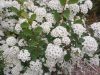 Spiraea x vanhouteii  - Közönséges gyöngyvessző