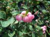 Symphoricarpos x chenaultii HANCOCK - Pettyes hóbogyó