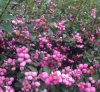 Symphoricarpos x doorenbosii 'MOTHER OF PEARL' - Kerti hóbogyó