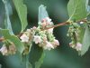 Symphoricarpos x doorenbosii 'WHITE HEDGE' - Fehér (sövény) hóbogyó