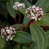 Viburnum cinnamomifolium - Fahéj levelű bangita