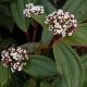 Viburnum cinnamomifolium - Fahéj levelű bangita