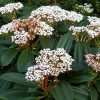 Viburnum cinnamomifolium - Fahéj levelű bangita