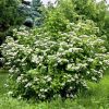 Viburnum opulus -  Kányabangita