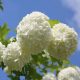 Viburnum opulus 'ROSEUM' - Labdarózsa