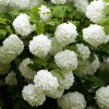 Viburnum opulus 'ROSEUM' - Labdarózsa