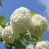 Viburnum opulus ROSEUM - Labdarózsa