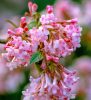 Viburnum x bodnantense 'DAWN' -  Kikeleti bangita