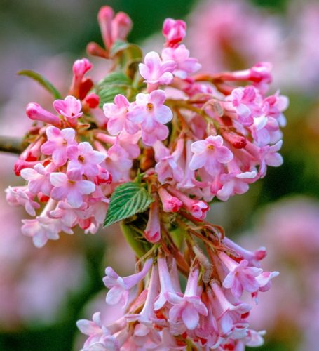 Viburnum x bodnantense 'DAWN' -  Kikeleti bangita