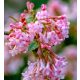 Viburnum x bodnantense 'DAWN' -  Kikeleti bangita