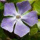 Vinca major 'MACULATA' - Nagy meténg, nagy télizöld