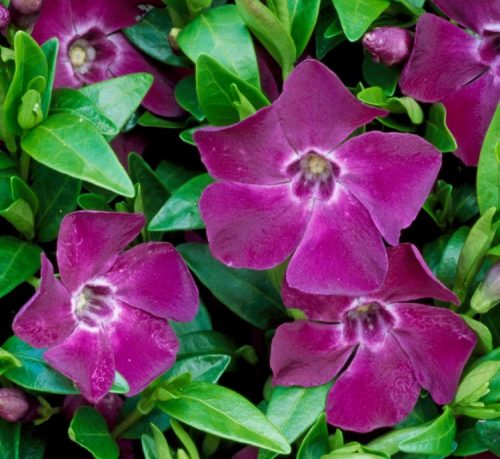 Vinca minor 'ATROPURPUREA' - Kis télizöld (bíbor)