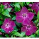 Vinca minor 'ATROPURPUREA' - Kis télizöld (bíbor)