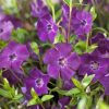 Vinca minor 'ATROPURPUREA' - Kis télizöld (bíbor)