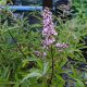 Vitex agnus-castus 'PINK PINNACLE' - Illatos barátcserje