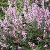 Vitex agnus-castus 'PINK PINNACLE' - Illatos barátcserje