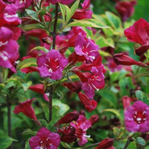 Weigela 'BRISTOL RUBY' - Piros virágú rózsalonc