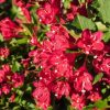 Weigela 'BRISTOL RUBY' - Piros virágú rózsalonc