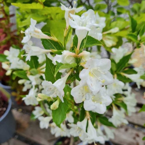 Weigela 'BRISTOL SNOWFLAKE' - Fehér virágú rózsalonc