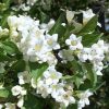 Weigela 'BRISTOL SNOWFLAKE' - Fehér virágú rózsalonc