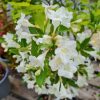 Weigela 'CANDIDA' -  Hófehér virágú rózsalonc