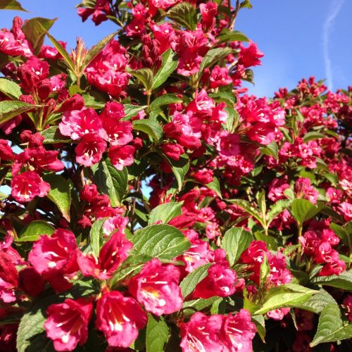 Weigela 'EVA RATHKE' -  Rózsalonc