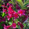 Weigela 'EVA RATHKE' -  Rózsalonc