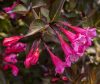 Weigela florida 'ALEXANDRA' ® -  Bordó levelű rózsalonc