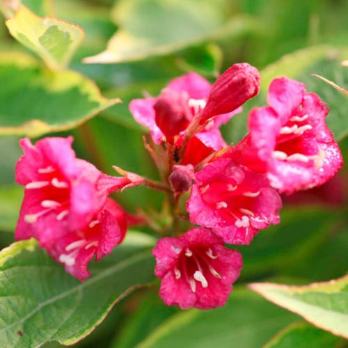 Weigela florida 'BRIGELA' ® - Sárga-tarka levelű rózsalonc