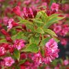 Weigela florida 'BRIGELA' ® - Sárga-tarka levelű rózsalonc