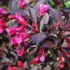 Weigela florida 'MINOR BLACK' ® -  Bordó levelű rózsalonc