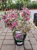 Weigela florida 'MONET' ® - Rózsalonc