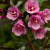 Weigela florida 'NANA PURPUREA' - Törpe vöröslevelű rózsalonc