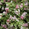 Weigela florida 'NANA VARIEGATA' - Alacsony, tarka levelű rózsalonc