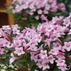 Weigela florida 'PINK POPPET' ® - Rózsaszín virágú rózsalonc