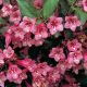 Weigela florida 'PINK PRINCESS' - Rózsaszín virágú rózsalonc